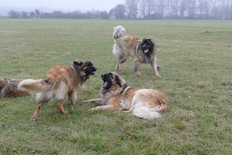 Hunde4275.JPG - Hasch mich, wenn Du kannst!