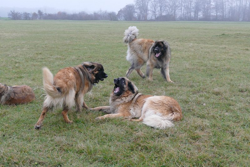 Hunde4276.JPG - Ätsch!