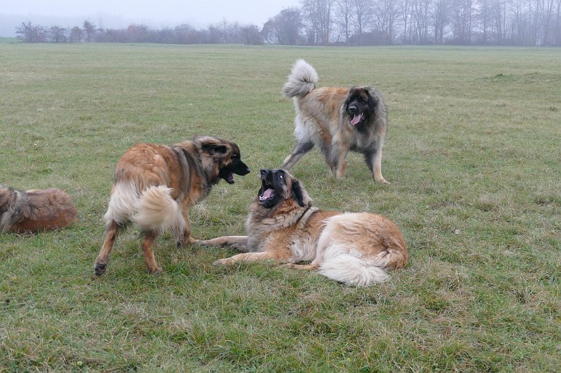 Hunde4277.JPG - ... und noch einmal!