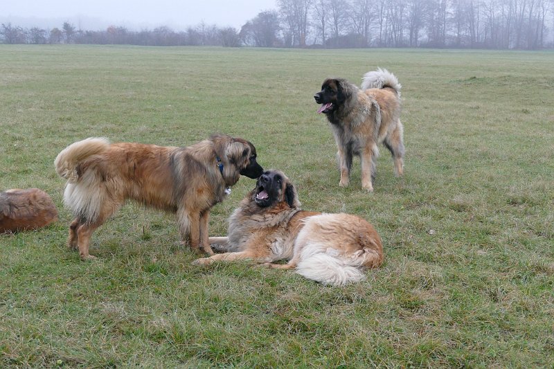 Hunde4278.JPG - OK, jetzt versuch ich es einmal mit Lecken, das liebt der JJ!