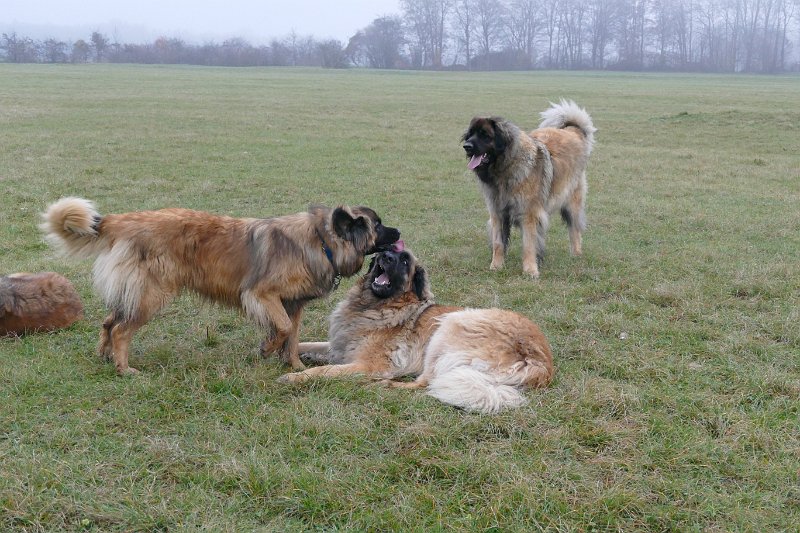 Hunde4280.JPG - .. Achtung, Fertig, Los und Schlabbern!