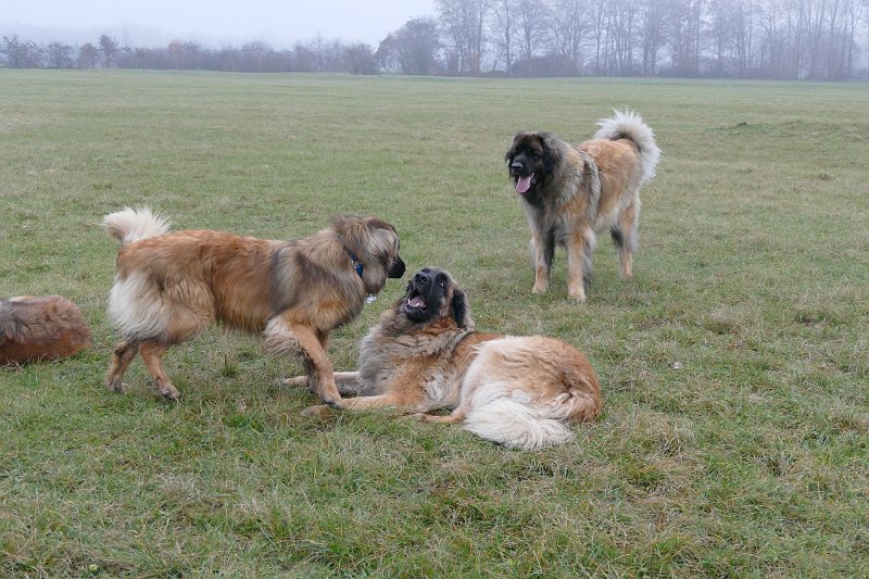 Hunde4282.JPG - ... und Grizzly schaut sich das Ganze aus der Ferne an