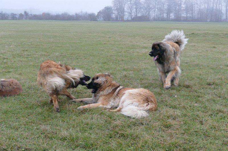 Hunde4284.JPG - noch kommen wird!