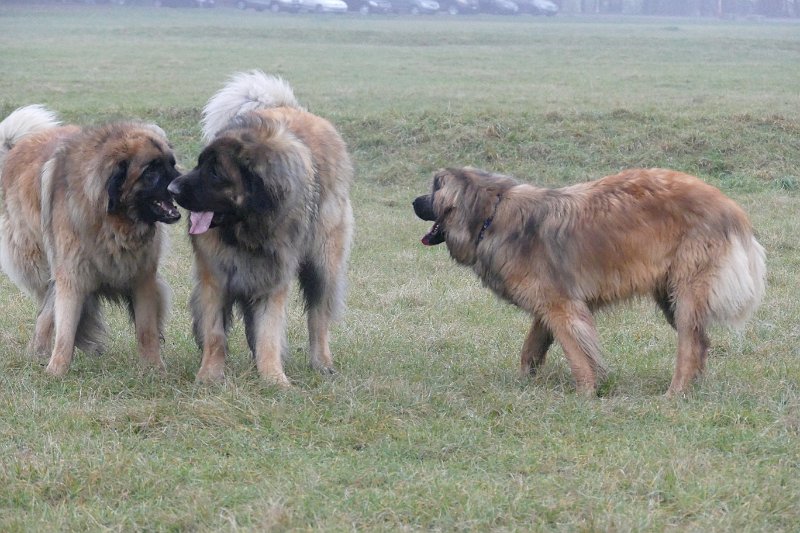 Hunde4286.JPG - auch ein wenig mitzumachen!