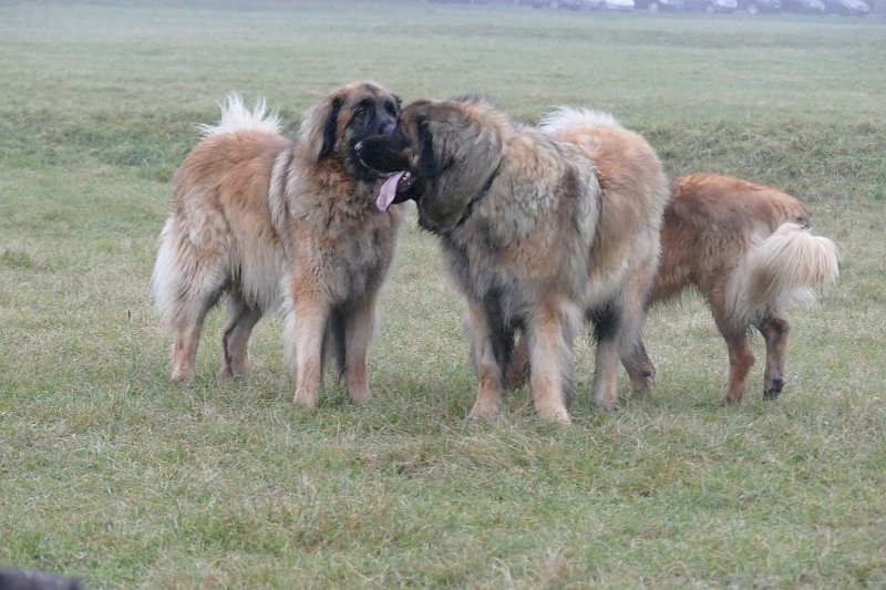 Hunde4289.JPG