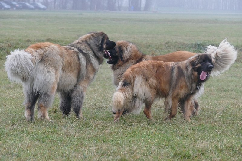 Hunde4291.JPG - Sitzung vertagt