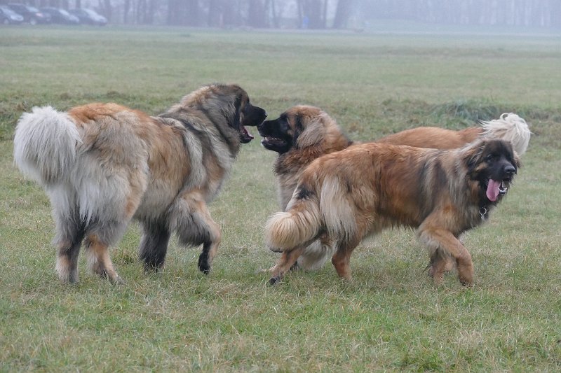 Hunde4292.JPG - JJ und Grizzly wollen 'ne Runde spielen
