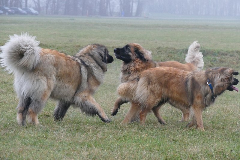 Hunde4295.JPG - wie Tänzer, oder wie heissen gleich die grauen Tiere mit dem Rüssel?