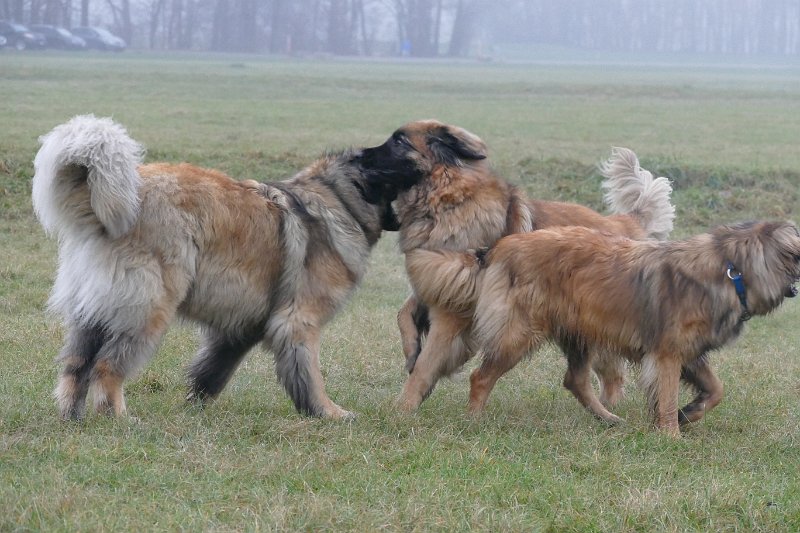 Hunde4296.JPG - Öhrchen, Näschen ...