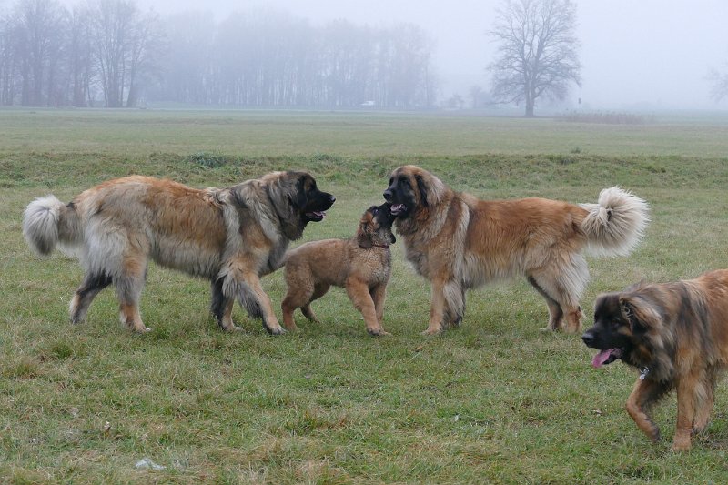 Hunde4298.JPG - Gruppenbild mit jungem Herr