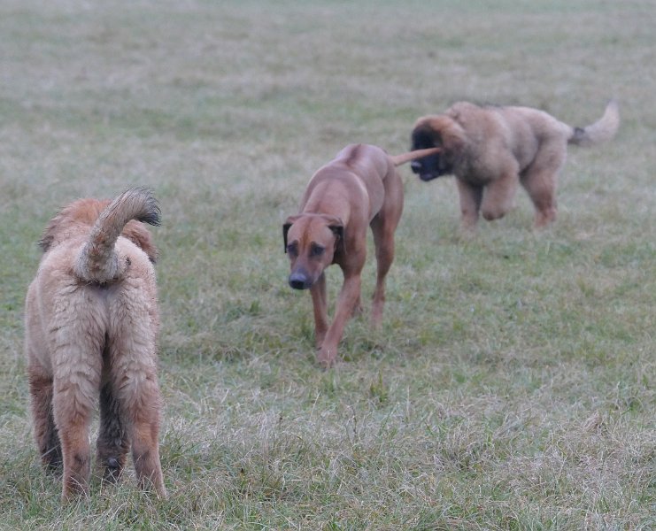 Hunde4303.JPG - Apropos Löwen: da war doch was?