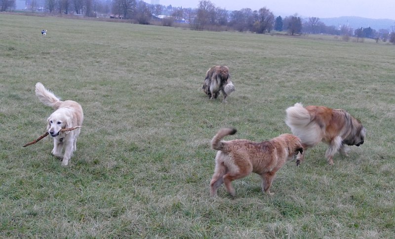Hunde4304.JPG - Einstein (links) hat etwas, die anderen gehen leer aus!