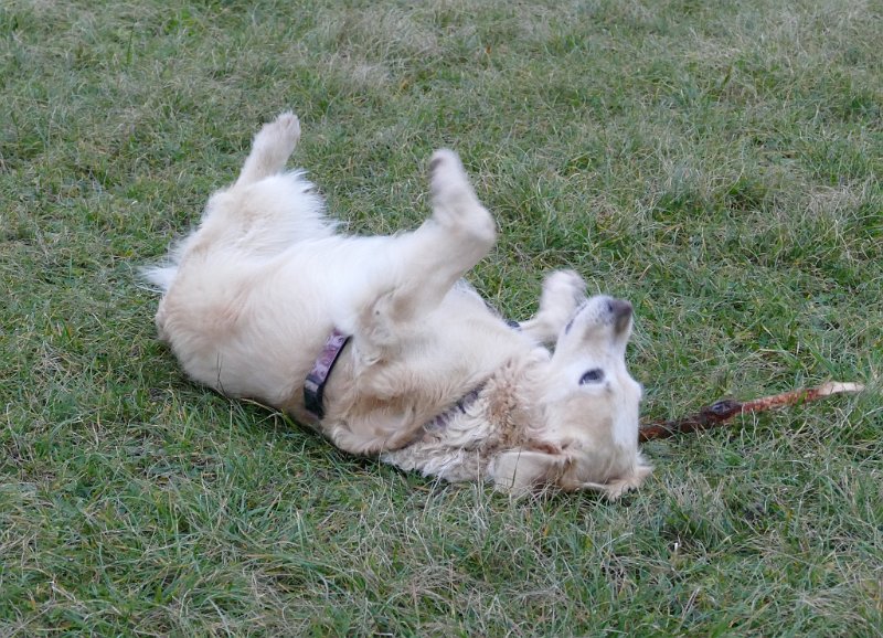 Hunde4307.JPG - Einstein wirft einen Blick auf das kommende Wetter