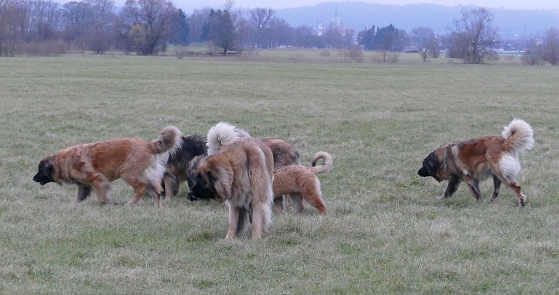 Hunde4309.JPG - .. dann schauen wir mal, wohin die Reise geht