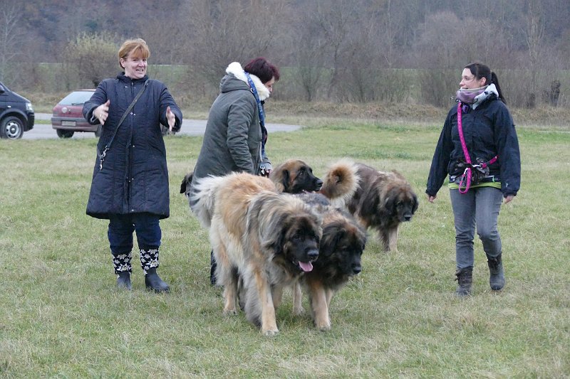Hunde4312.JPG - ... mindestens soooo gross!