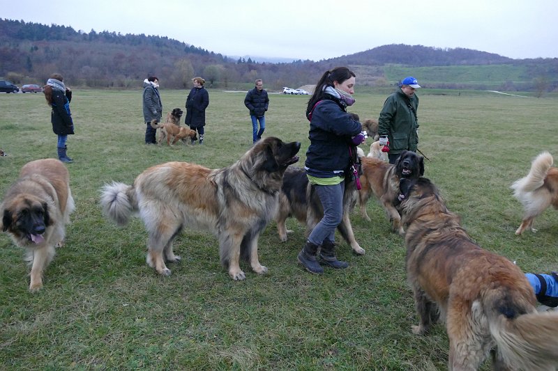 Hunde4317.JPG - .. und das bleibt auch so