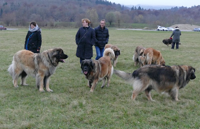 Hunde4318.JPG - Man beachte den kleinen Unterschied zwischen Bellatrix (72 cm Schulterhöhe) und Grizzly (scheint leicht grösser zu sein!)