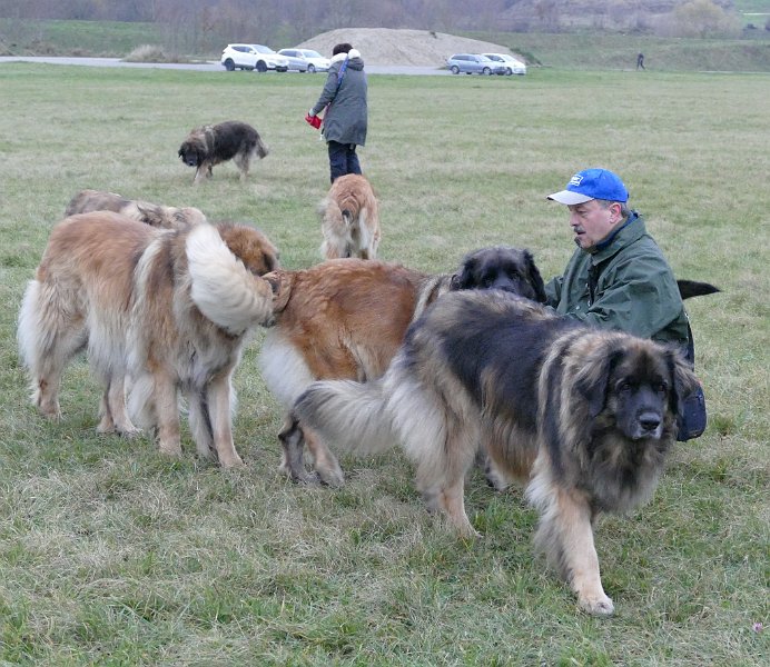 Hunde4319.JPG - Standing in the queue (bei Andreas)