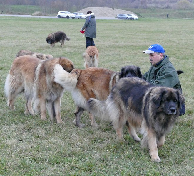 Hunde4320.JPG - .. Stau!
