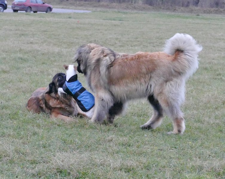 Hunde4322.JPG - Djamila und Grizzly mit Frischfutter