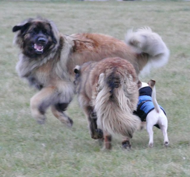 Hunde4324.JPG - Da ergreifen wir wohl besser die Flucht