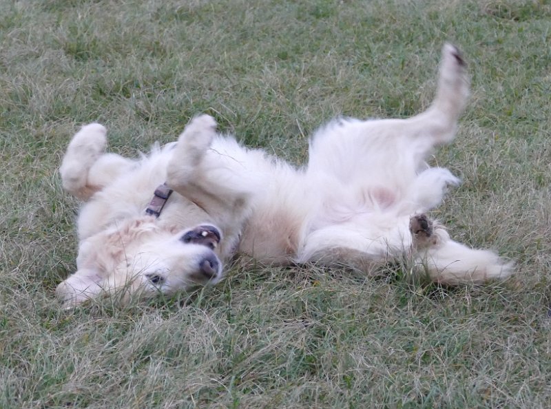 Hunde4326.JPG - Findest Du?