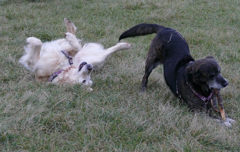 Hunde4327.JPG - Ich hab's gerade ziemlich gut