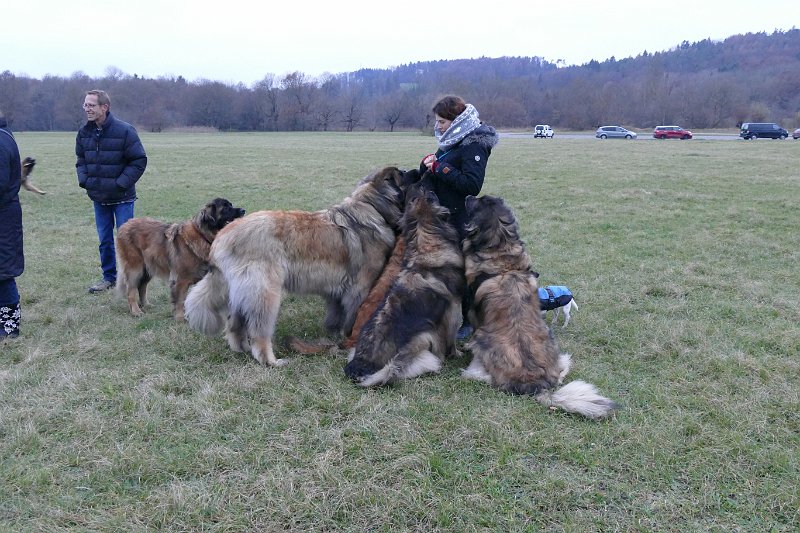 Hunde4328.JPG - Martina, was machst Du da?