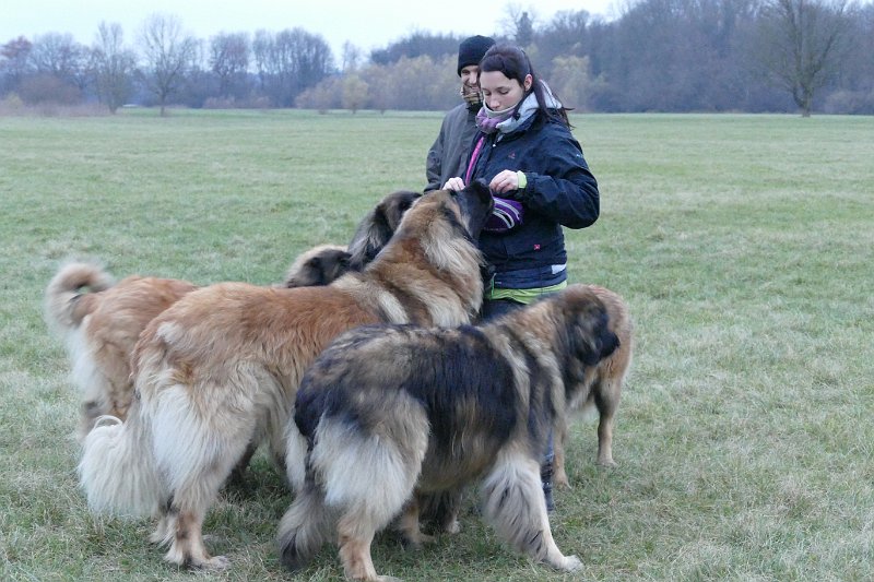 Hunde4330.JPG - Mahlzeit!