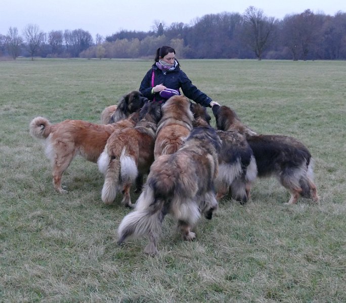 Hunde4331.JPG - geht auch mit 7 Hunden