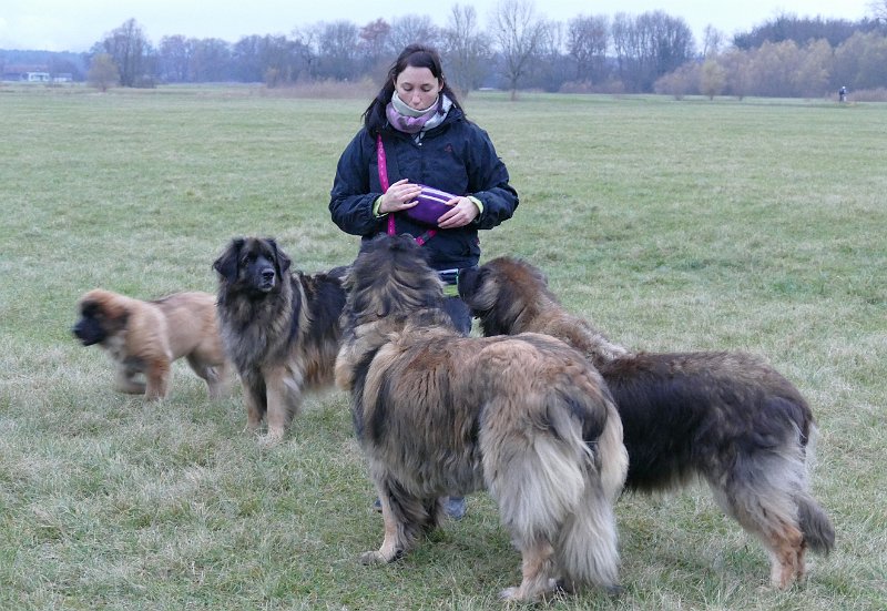Hunde4333.JPG - Jasmin im Zwiegespräch mit Laufey, aufmerksam beobachtet von Arwen und Eowyn