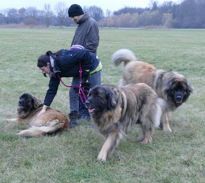 Hunde4335.JPG - Djamila macht eine Rastpause
