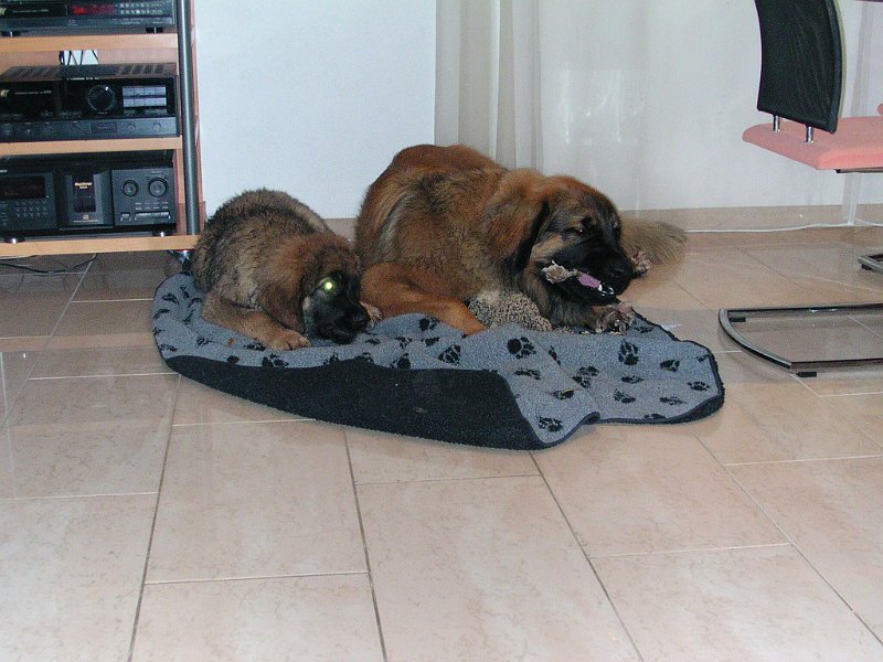 Hunde569.jpg - ... damit sie auch ein Öhrchen bekommt!