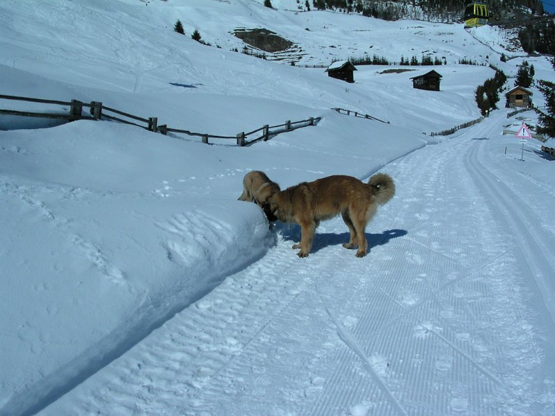 Hunde612.JPG - Freude herrscht, wo Schnee ist!