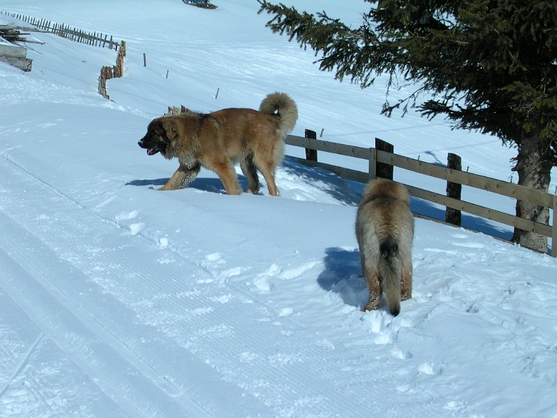 Hunde621.JPG - Hier auf jeden Fall nicht!