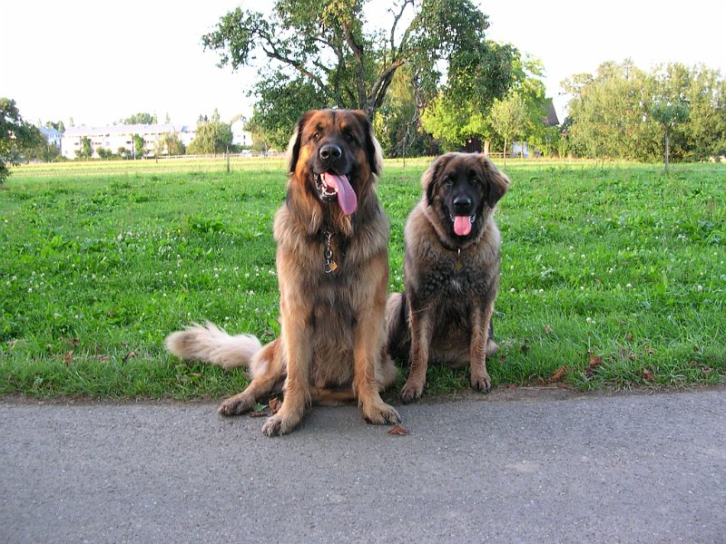 Hunde763.JPG - Kennt Ihr das erste Video von ZZ Top?