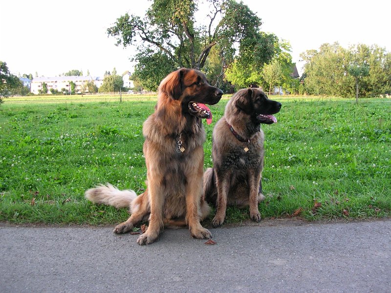 Hunde764.JPG - Das haben sie uns abgeschaut!