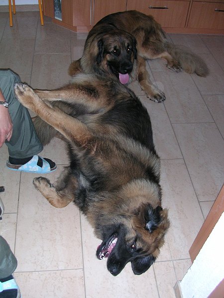 Hunde785.JPG - Eowyn drängt sich wieder einmal vor, wie immer....