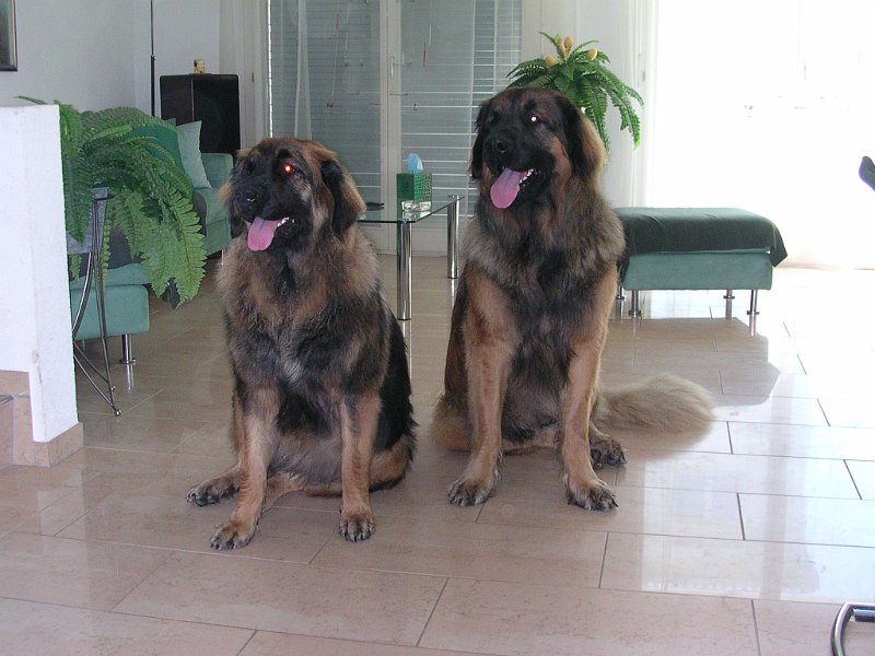 Hunde790.JPG - Aber so ist's noch viel besser!