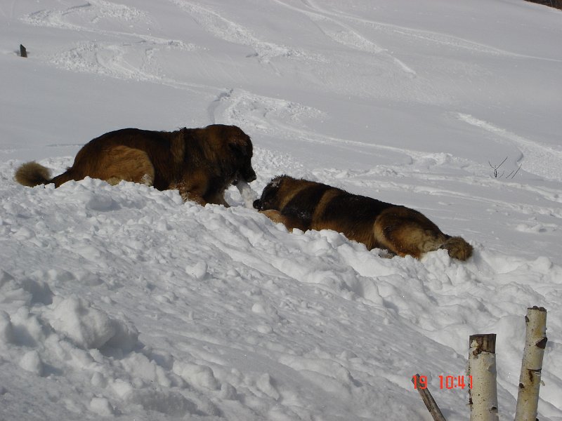 Hunde846.jpg - Im April 2005 waren wir dann in Bioley, einem Dorf, das aus etwa 20 Heuschober besteht