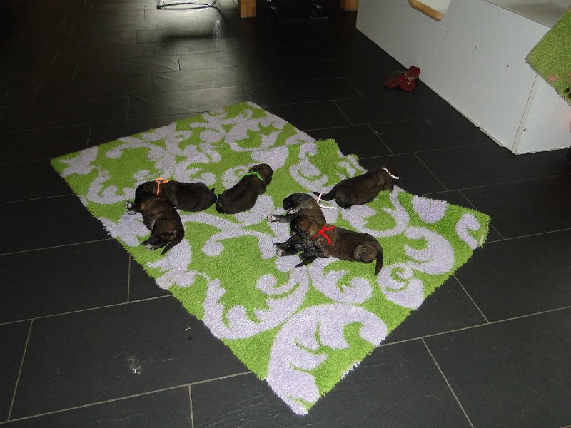 BonaDea4845.JPG - Die I-Welpen in der zweiten Woche