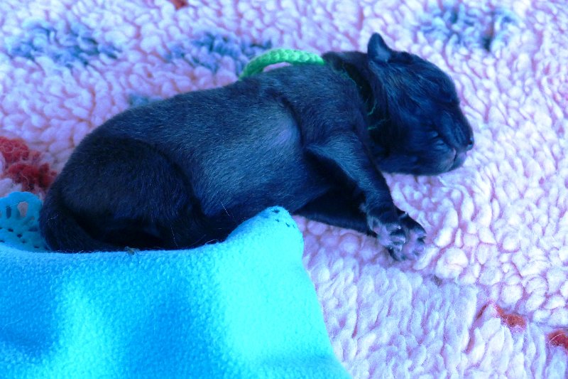 Bellatrix6146.JPG - J-Wurf Geburt und Woche 1