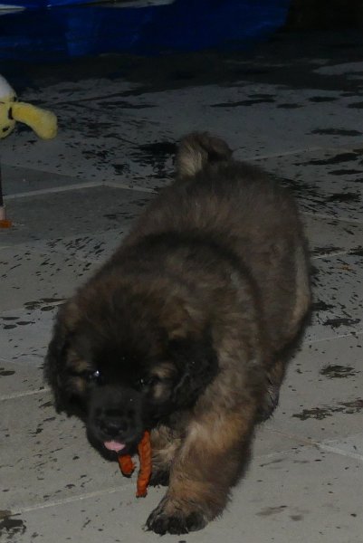Bellatrix6730.JPG - J-Wurf 9. Woche
