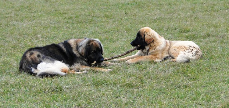 Jeffrey0858.JPG - Das ist nun wirklich fein, mit der alten Dame Eowyn am gleichen Ast zu s�gen...