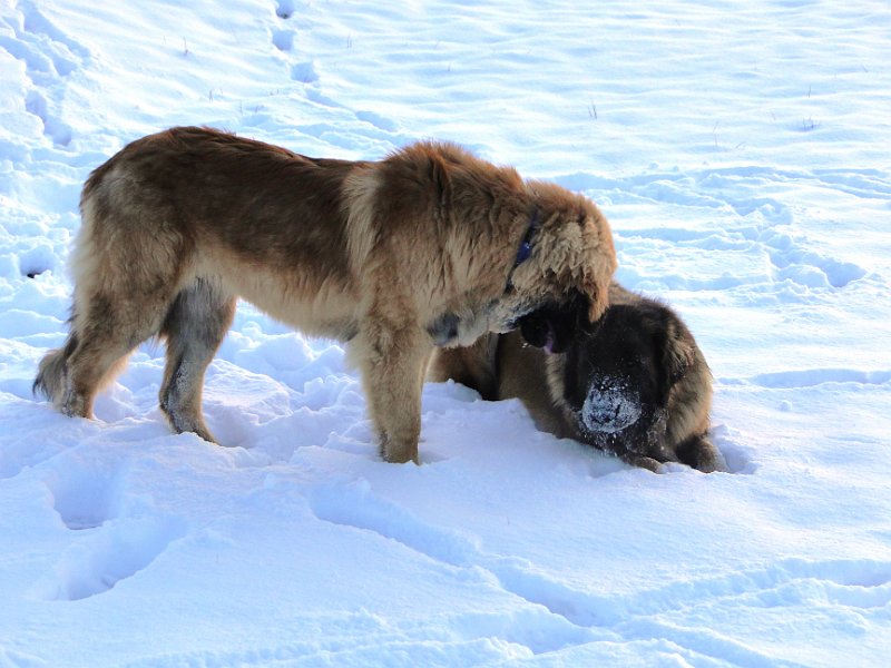 Jeffrey0955.JPG - Ist  das Puderzucker oder Schnee?