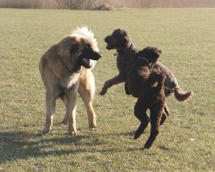 Jeffrey1274.JPG - Mein Frauchen hat mir gesagt, dass seien "Labradoodle", oder so �hnlich, auf jeden Fall haben die 'ne Feder eingebaut, soviel ist sicher!