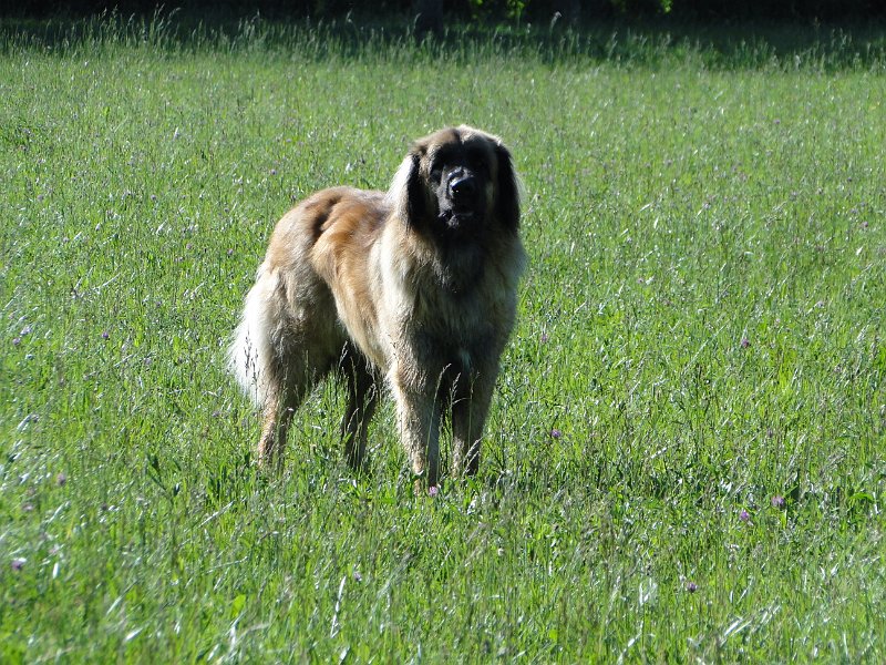 Jeffrey3002.JPG - Nicht st�ren, konzentrierter Hund am Werk!
