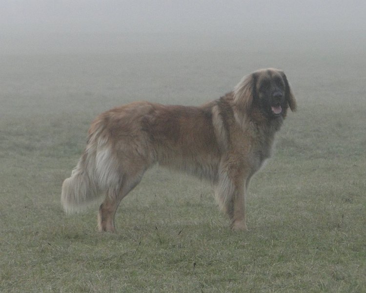 Jeffrey3011.JPG - Der Hund von Baskerville ... oder so �hnlich!