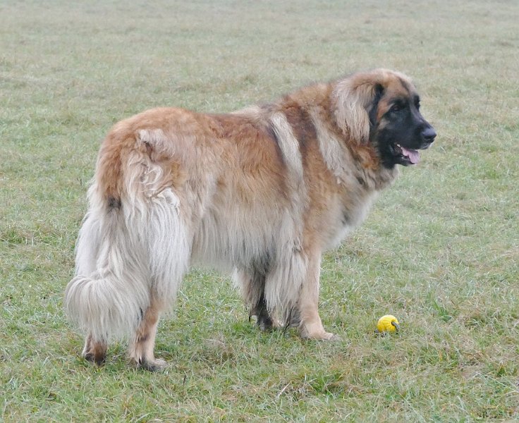 Jeffrey3045.JPG - Mann mit Ball
