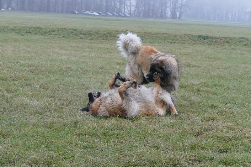 Jeffrey3071.JPG - I need more action!